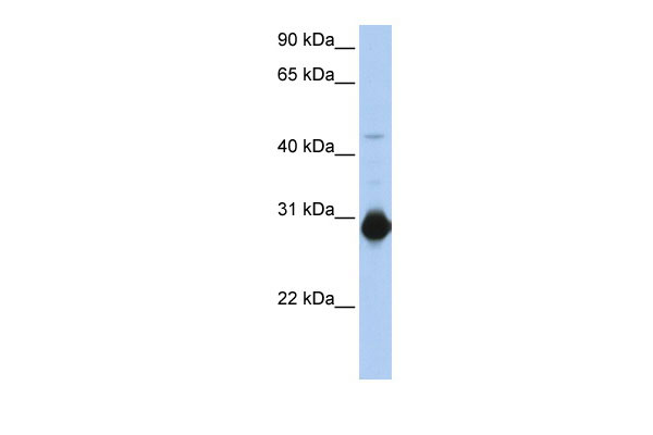 1 - RHOU antibody - C-terminal region AI11869