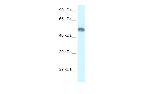 1 - Wdr8 antibody - N-terminal region AI11873