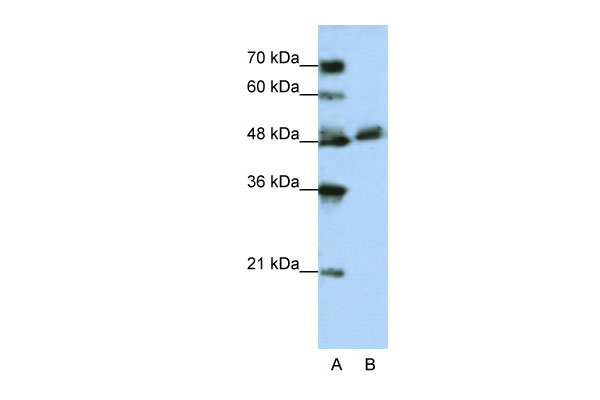 1 - WDR13 antibody - N-terminal region AI11874