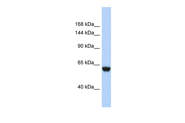 1 - FHR4 Antibody - N-terminal region AI11882