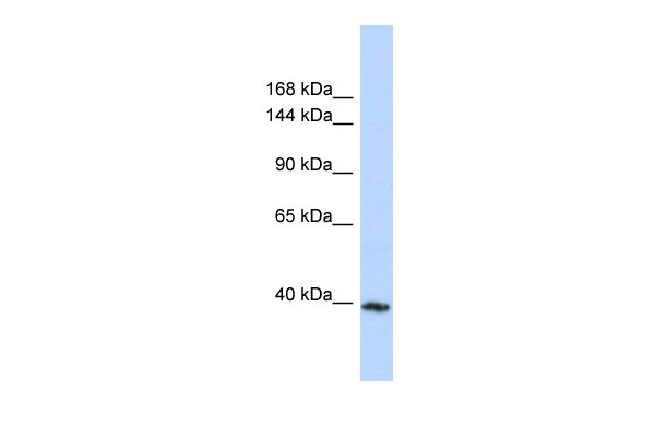 1 - MYBPC3 Antibody - C-terminal region AI11884