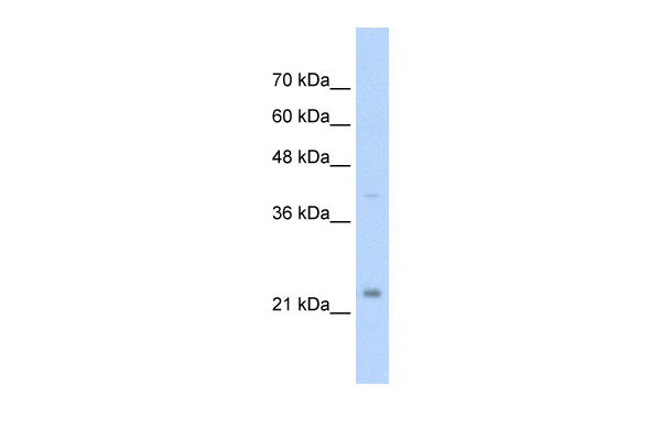 1 - MUC1 antibody - C-terminal region AI11896