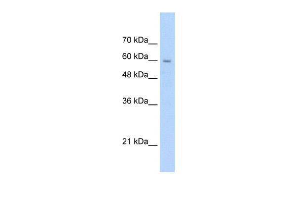 1 - SLC22A1 antibody - N-terminal region AI11904