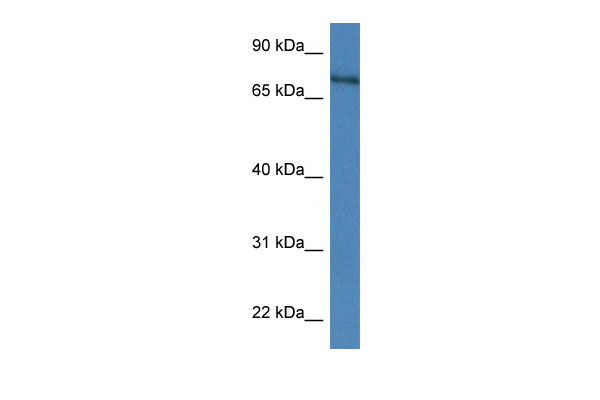 1 - Xpnpep2 antibody - C-terminal region AI11905