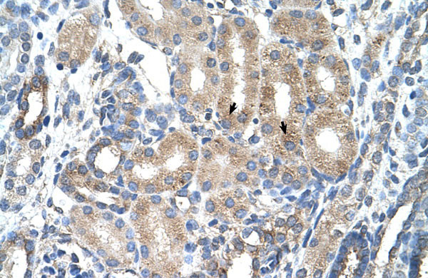 2 - AGER antibody - C-terminal region AI11921