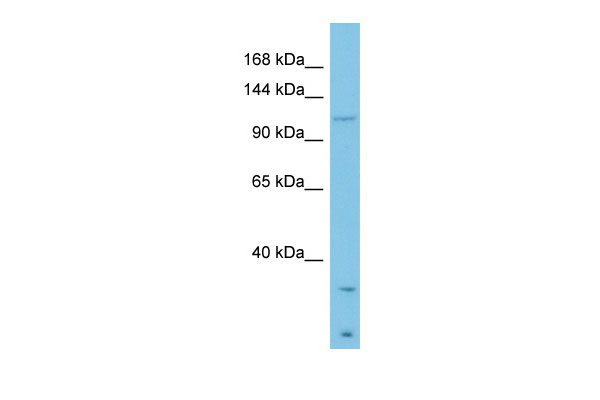 1 - LAMB3 antibody - middle region AI11928