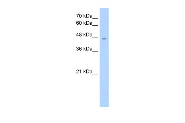 1 - RHAG antibody - middle region AI11929