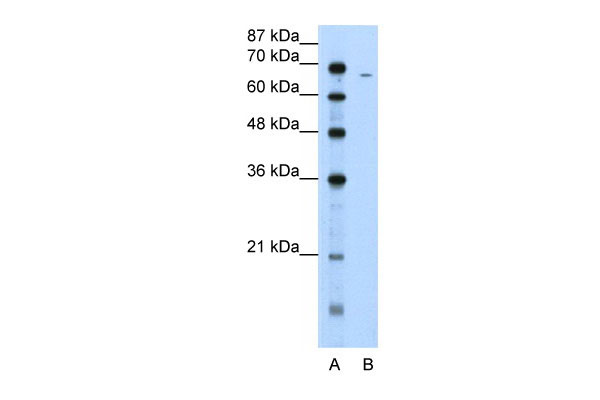 1 - FGA antibody - N-terminal region AI11937