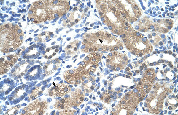 2 - C9orf127 antibody - N-terminal region AI11958