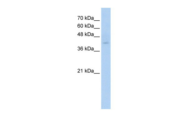 1 - C9orf127 antibody - N-terminal region AI11958