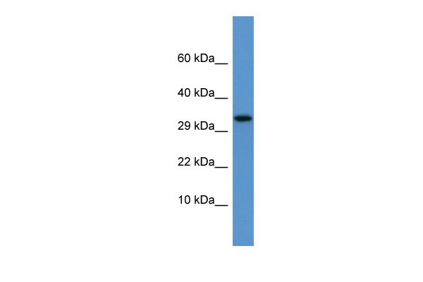 1 - Apof antibody - C-terminal region AI11964