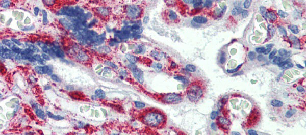 2 - GPR6 antibody - N-terminal region AI11990