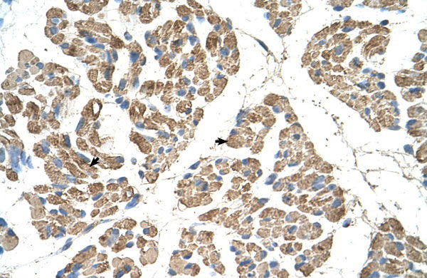 2 - SLC22A7 antibody - N-terminal region AI11997