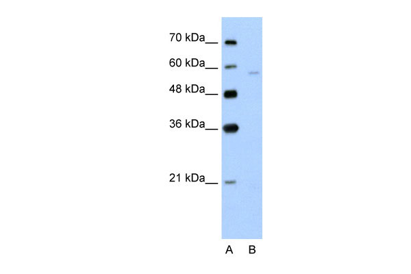 1 - SLC22A7 antibody - N-terminal region AI11997