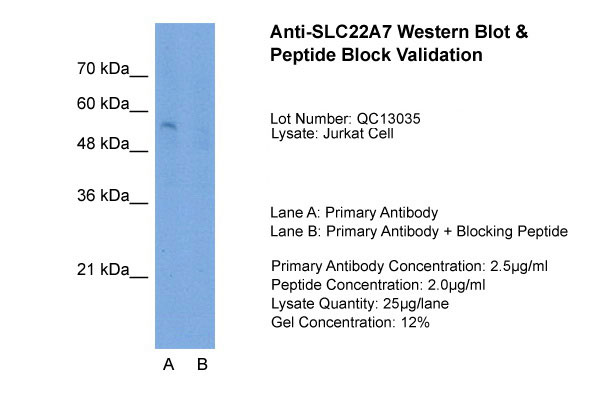 1 - SLC22A7 antibody - N-terminal region AI11997