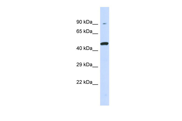 1 - KIR3DL1 Antibody - middle region AI11998