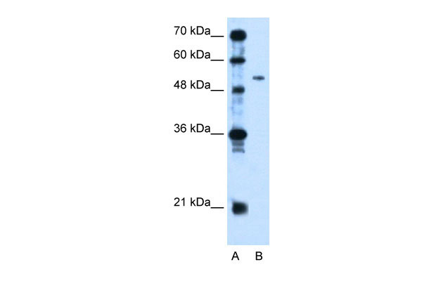1 - PSG1 antibody - N-terminal region AI12001