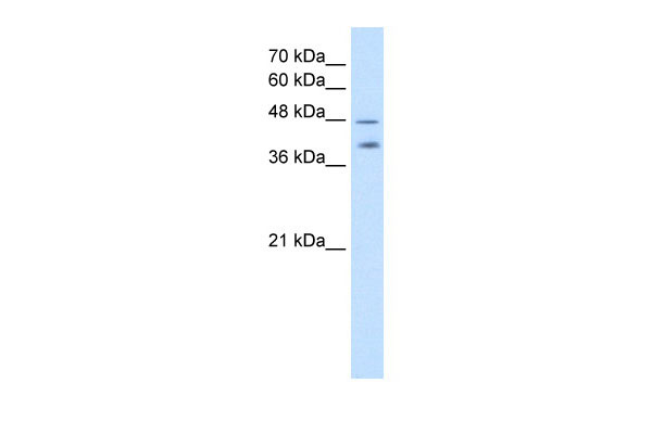 1 - PSG1 antibody - C-terminal region AI12002