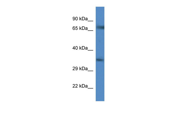 1 - Slc6a9 antibody - C-terminal region AI12003
