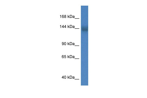 1 - Tmem2 antibody - N-terminal region AI12010