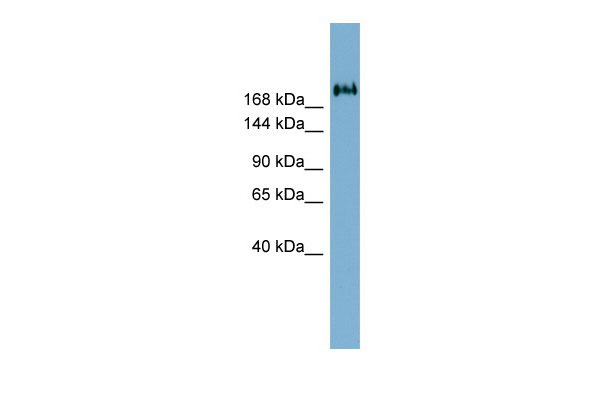 1 - TMEM2 antibody - middle region AI12011