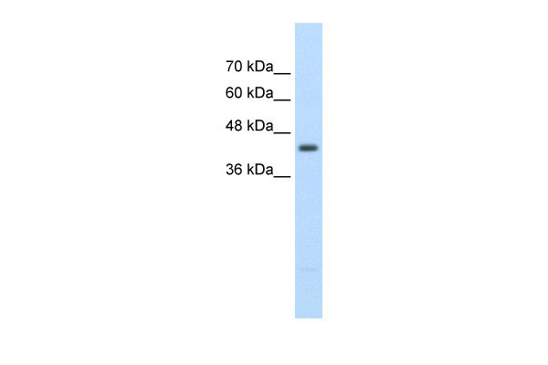 1 - UPB1 antibody - middle region AI12023