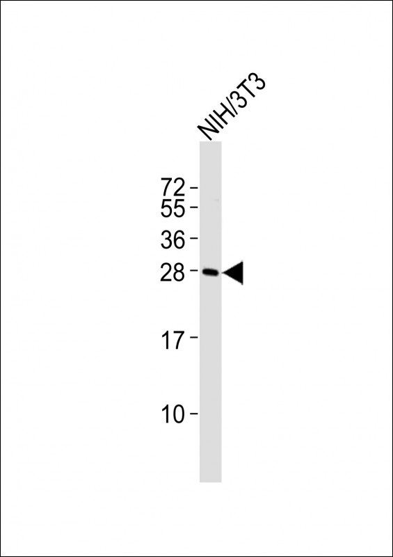 1 - (Mouse) Rybp Antibody (Center) AP21378c