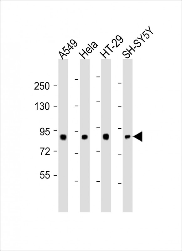 1 - SEMA4G Antibody (Center) AP21476c