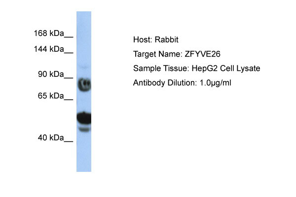 1 - ZFYVE26 Antibody - N-terminal region AI12029