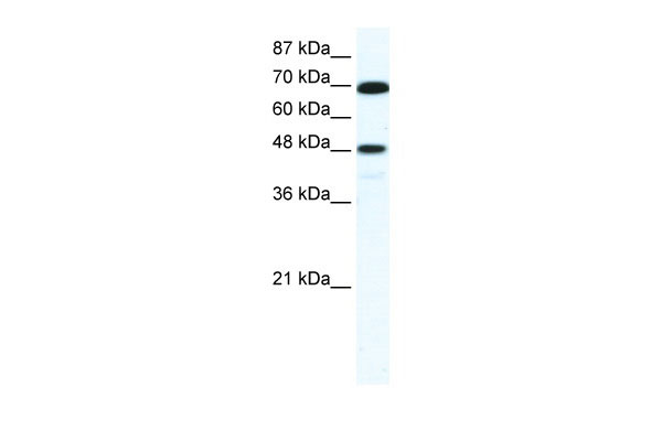 1 - ZNF446 antibody - N-terminal region AI12031