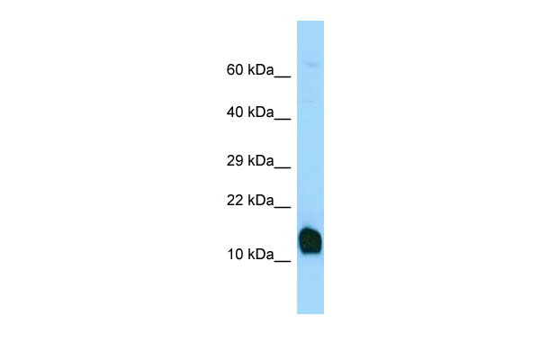 1 - Mycbp Antibody - C-terminal region AI12043