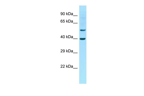 1 - Gja10 Antibody - middle region AI12044
