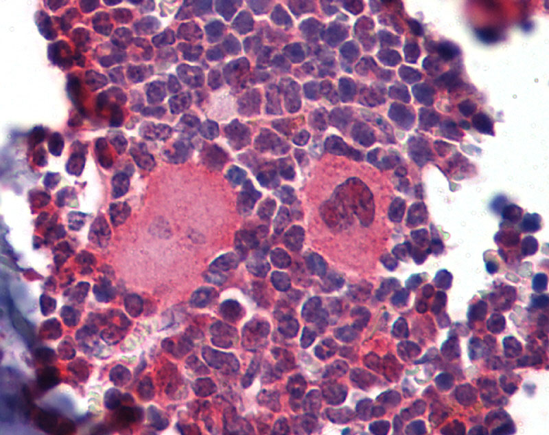 2 - Nkx2-3 antibody - C-terminal region AI12047
