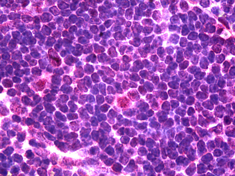2 - Nkx2-3 antibody - C-terminal region AI12047