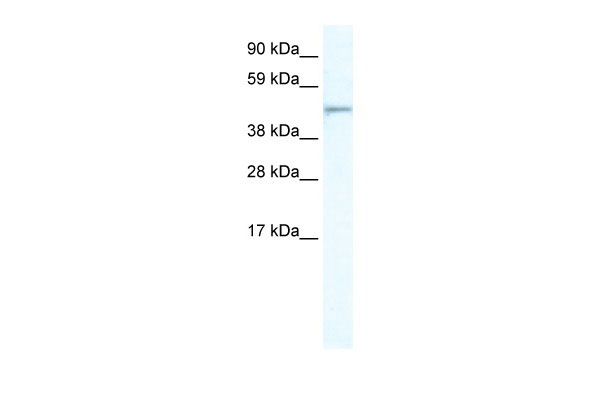 1 - FOXI1 antibody - N-terminal region AI12053