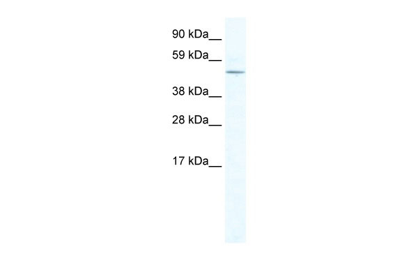 1 - LASS4 antibody - N-terminal region AI12054
