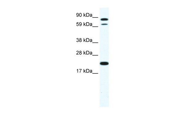 1 - ZFP287 antibody - N-terminal region AI12056