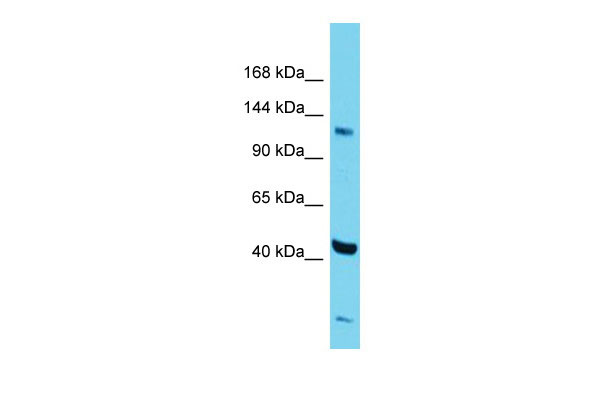 1 - Zfp445 Antibody - middle region AI12059