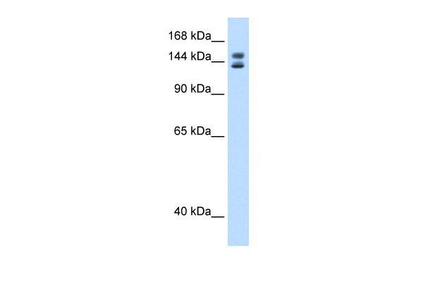 1 - Mybbp1a antibody - C-terminal region AI12065