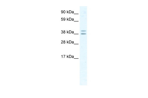 1 - TSG101 antibody - middle region AI12066