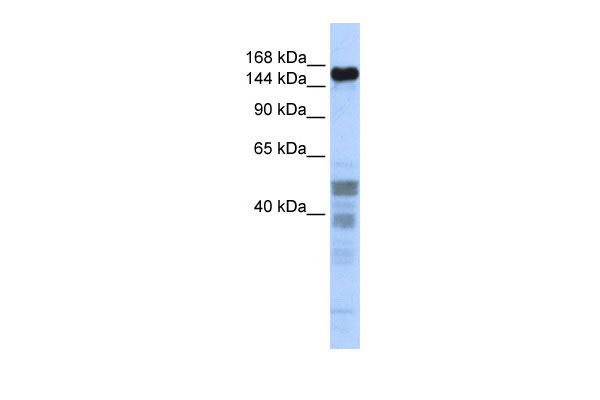 1 - ZNF335 antibody - middle region AI12083