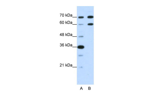1 - DMRT2 antibody - N-terminal region AI12088