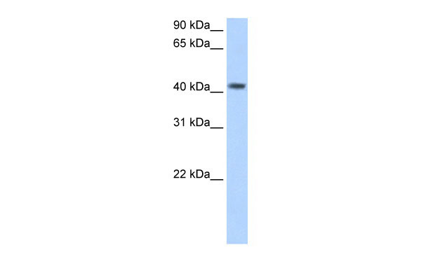 1 - PSG5 antibody - N-terminal region AI12101