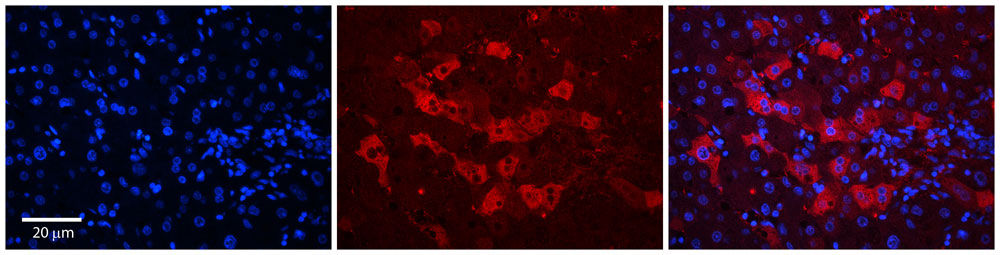 2 - WDR23 antibody - N-terminal region AI12134