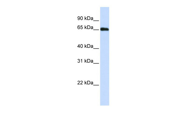 1 - WDR23 antibody - N-terminal region AI12134