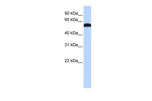 1 - ZGPAT antibody - middle region AI12144