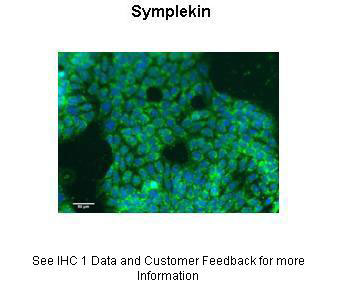 2 - SYMPK antibody - N-terminal region AI12183