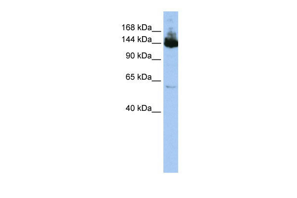 1 - SYMPK antibody - middle region AI12184