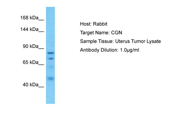 1 - CGN Antibody - N-terminal region AI12185