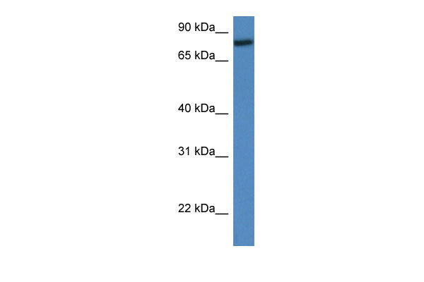 1 - Rfwd2 antibody - middle region AI12193